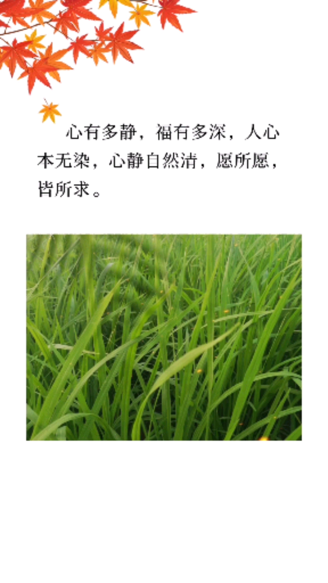 情感故事#心有多静,福有多深,人心本无染,心静自然清,愿所愿,皆所求.