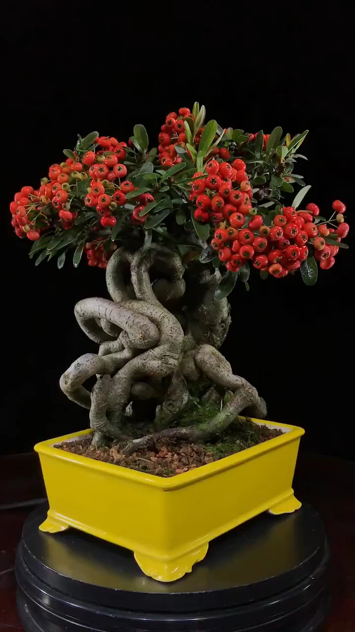 千奇百怪盆景桩#精品火棘盆景