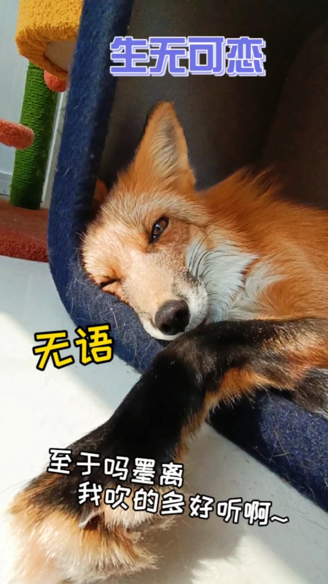 我家萌宠成精了当墨离遇到溜溜笛原来古人说狐狸尾巴藏不住是真的