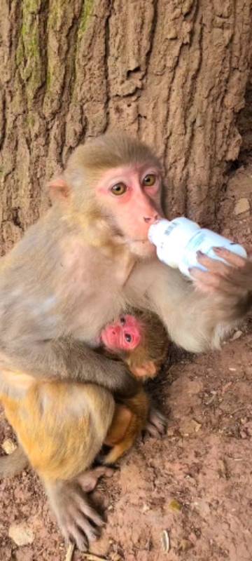 猴子#刚出生的猴宝宝,满脸通红,让人心疼