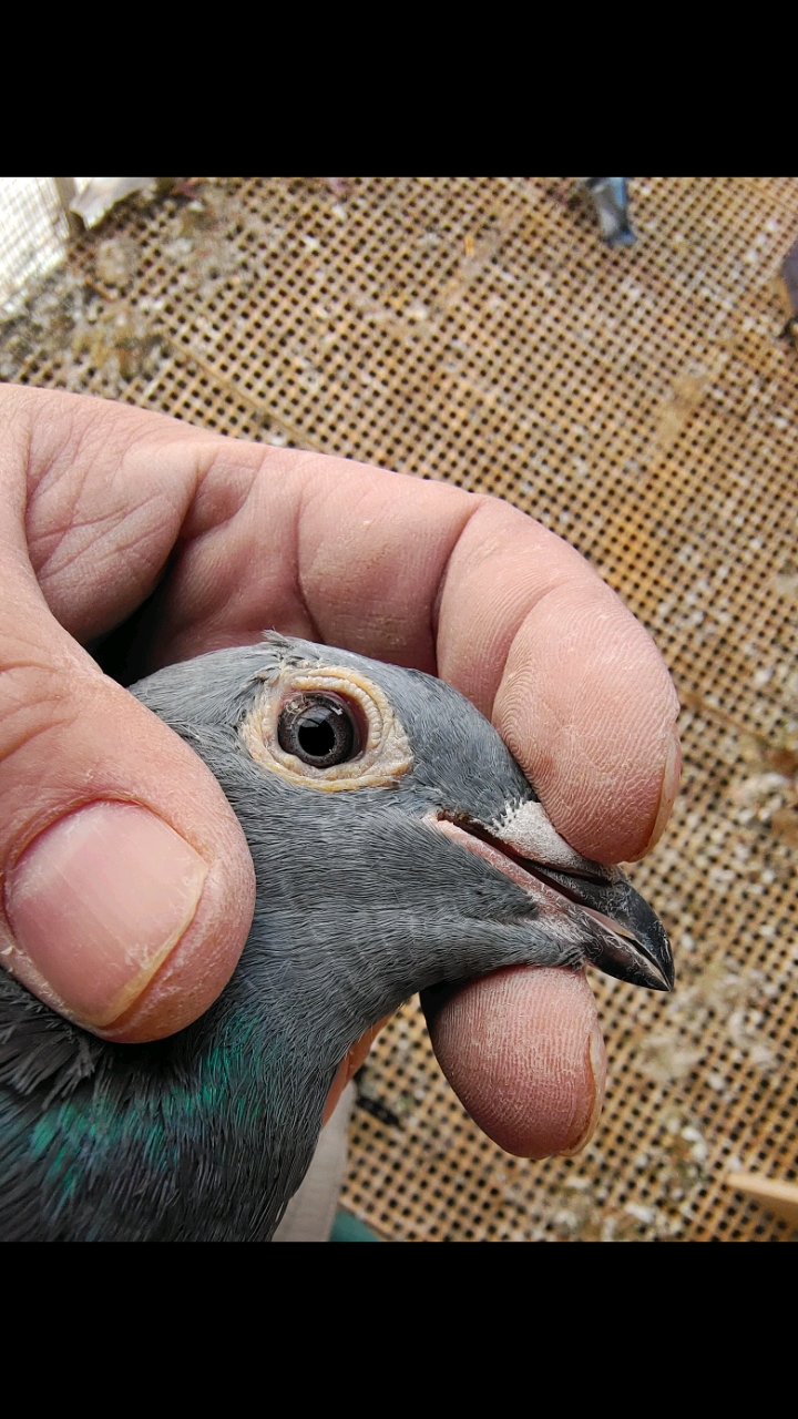 鸽魔#漂亮的杨阿腾信鸽,都是黑沙紫罗兰.