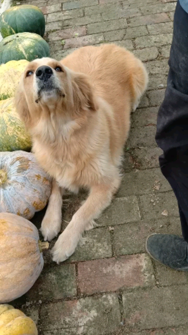 看看毛孩儿的眼神,谢谢主人的呵护,美哒哒的.