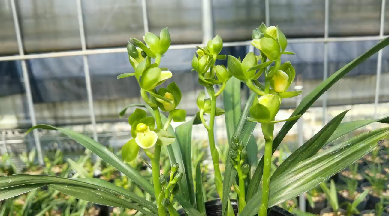 兰花#墨兰/矮种荷瓣素荷