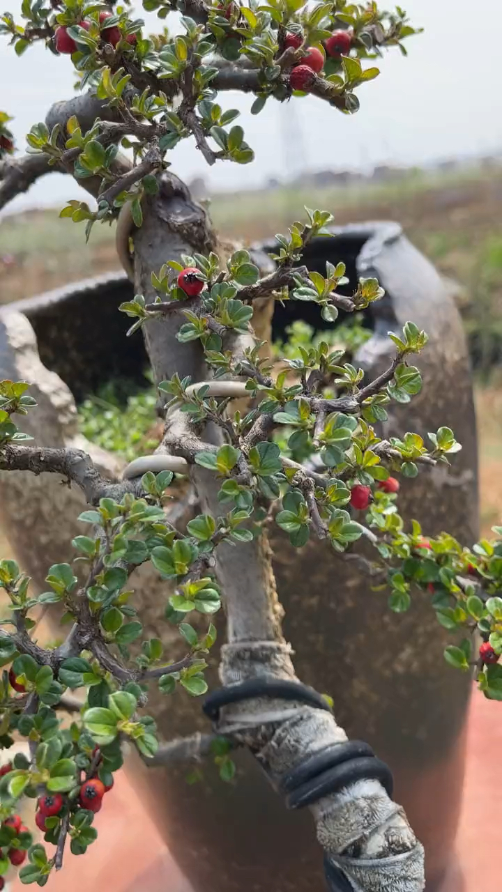 珍珠懸崖荀子