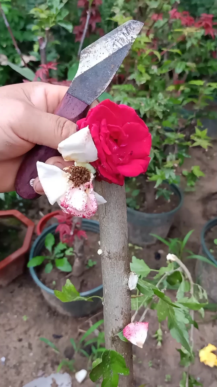 嫁接技术#插皮接木槿多色技术,成活率极高-度小视
