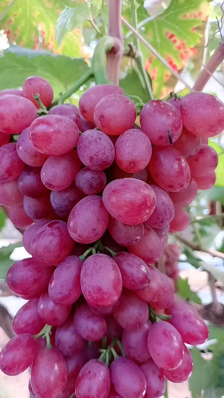 中国红玫瑰李子树苗,自然无核品种,嫁接葡萄苗