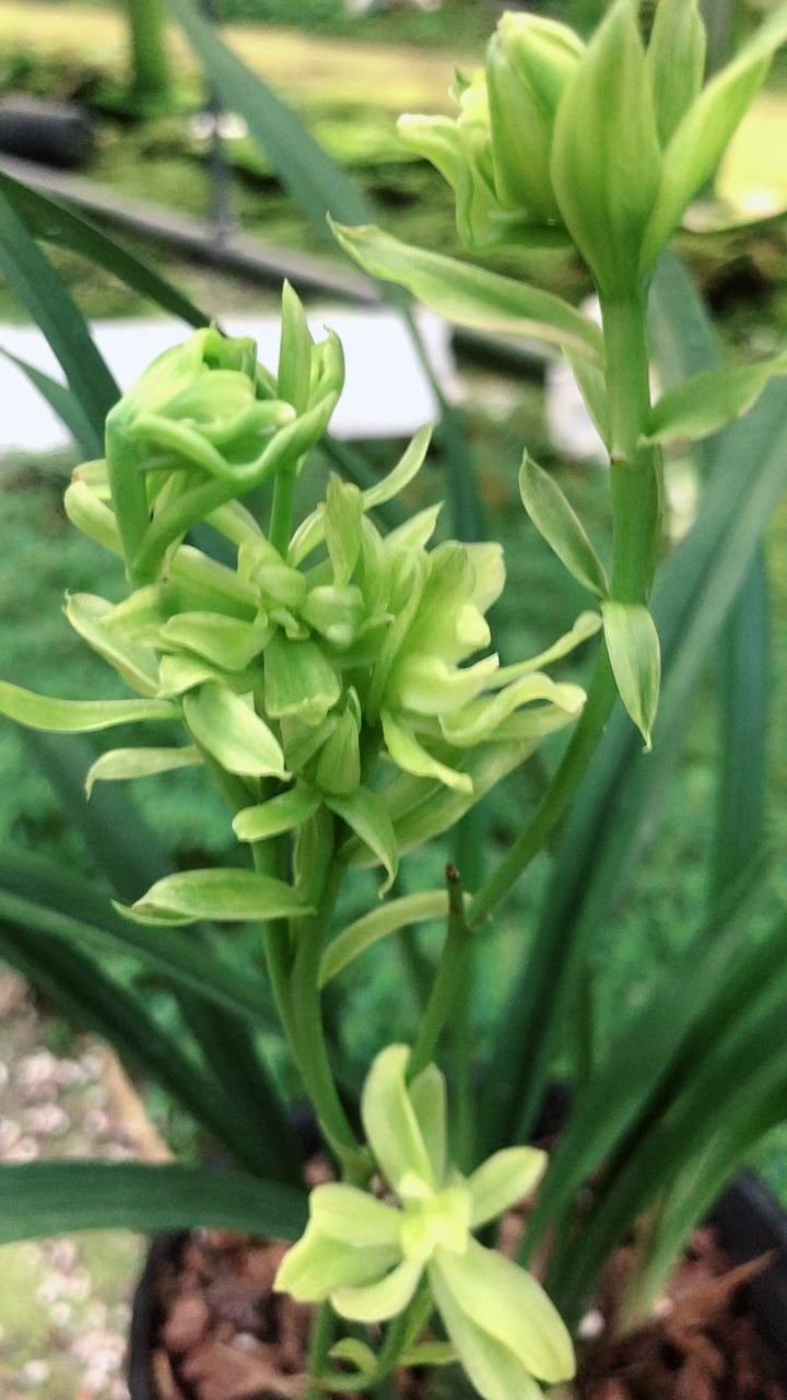 兰花建兰天山牡丹浓香花期长室内盆栽花卉