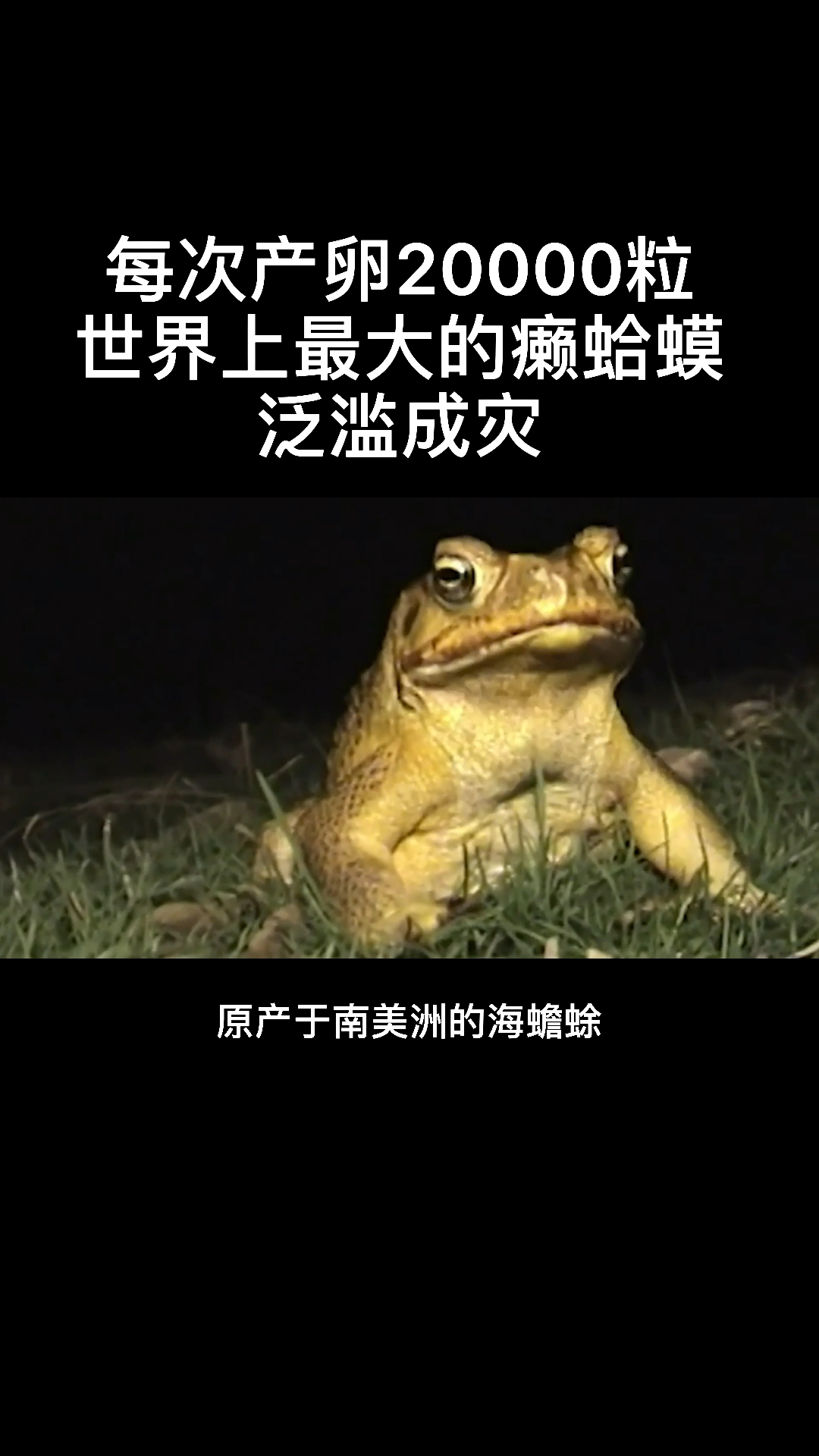 知识科普每次产卵20000粒世界上最大的癞蛤蟆泛滥成灾