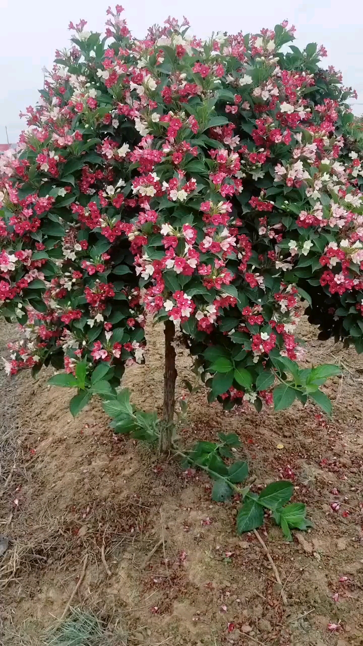 五彩锦带寓意前程似锦开花彩色耐寒耐旱南北方都可以栽植