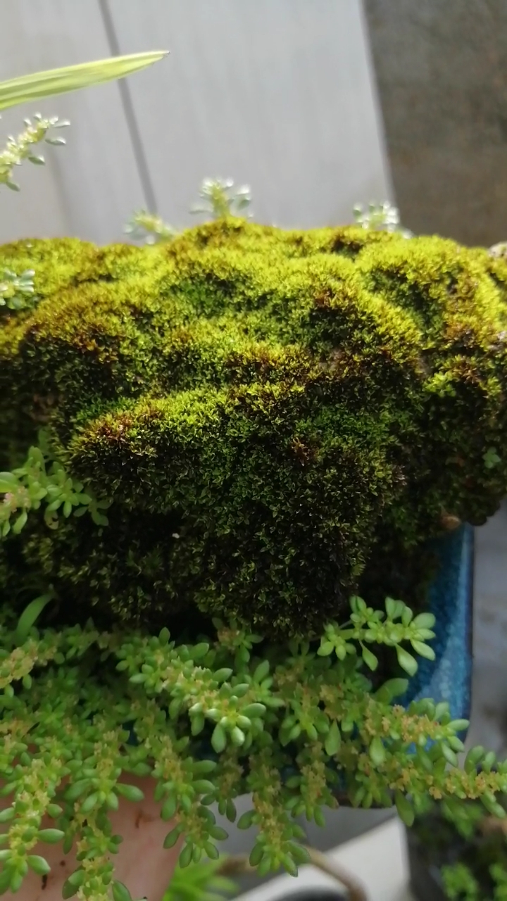 盆景素材#绿植～苔藓～吸水石