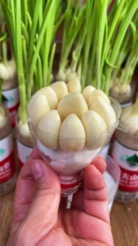 2个小妙招教你用废饮料瓶养蒜苗,五就能吃,一冬天不用买蒜苗-度小视
