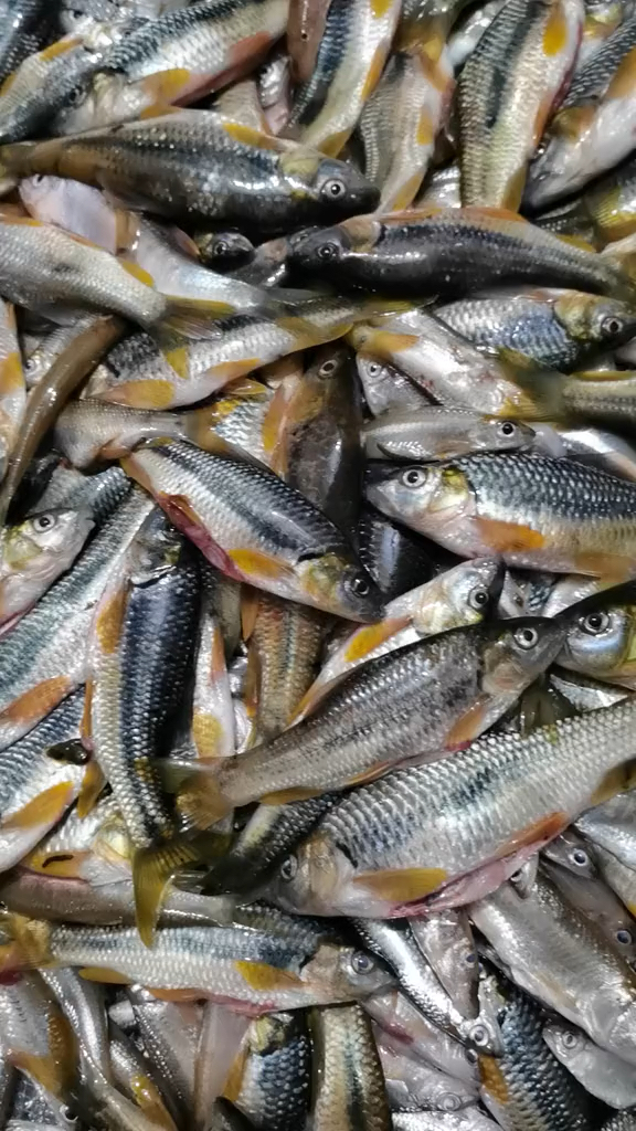 这种鱼小河里面也越来越多了,你们那边有没有这种鱼啊?