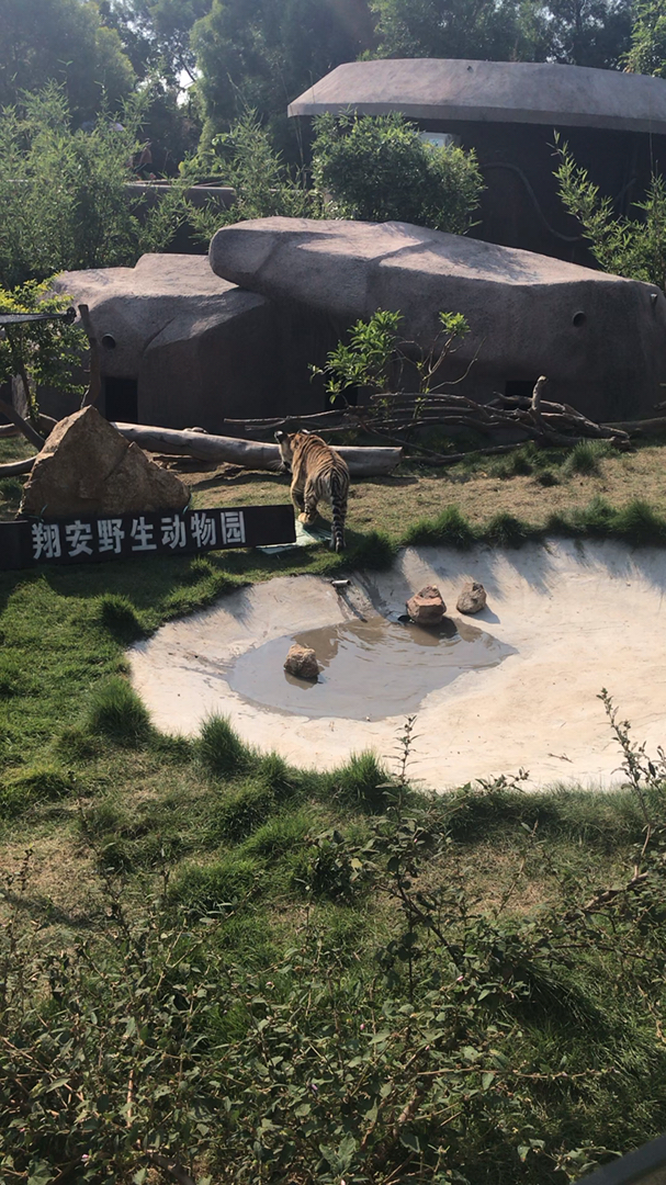 我的私藏景点#只有乌龟才可以跟老虎关在一起-度小视