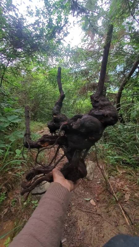 盆景#精品月季砧木,山木香坨坨怪桩,难得的精品盆景素材