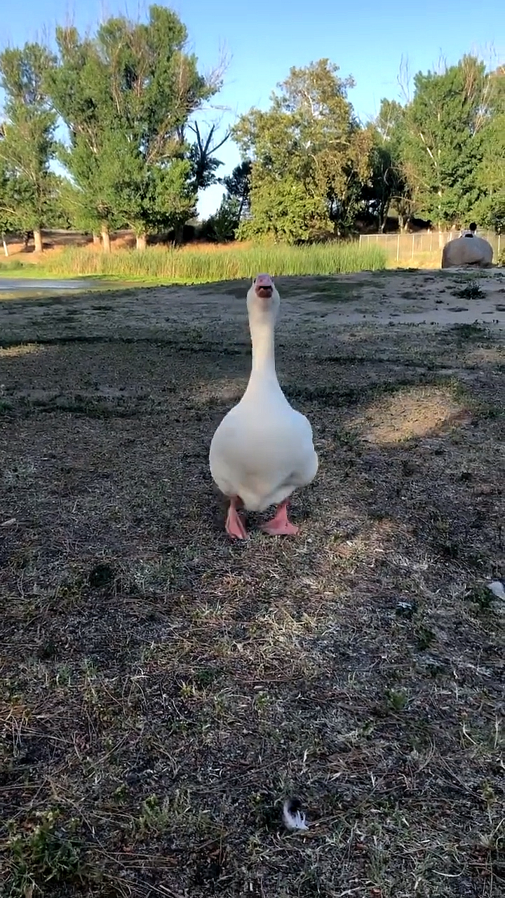 动物世界#大白鹅可爱,但它向你奔赴而来的气势有点怕.
