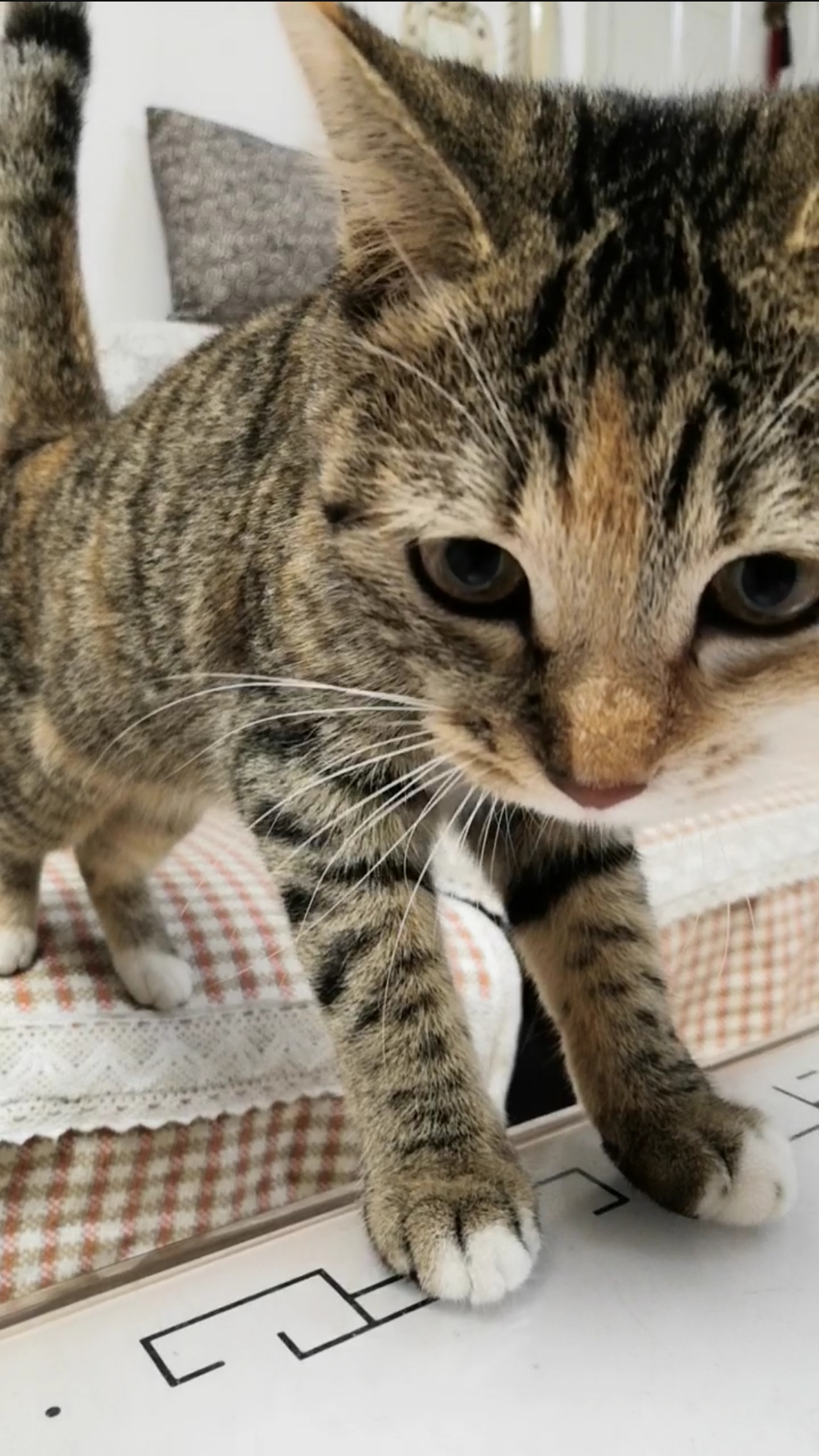 混血狸花猫#小:要不要看看我的特写?