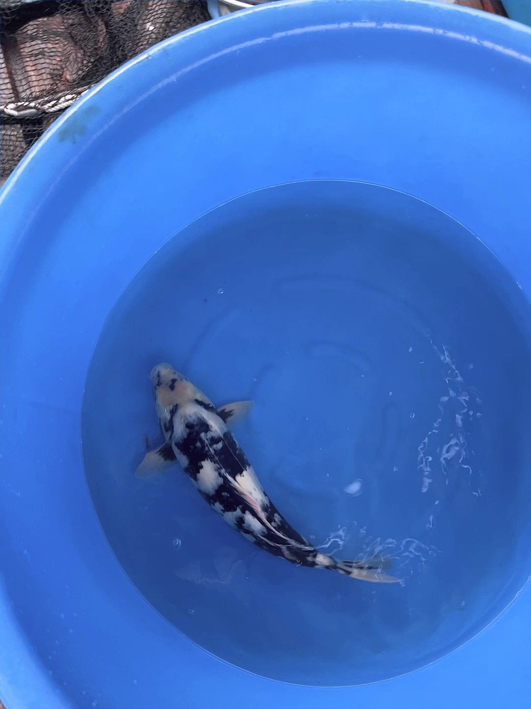 锦鲤#精品白写锦鲤鱼47公分