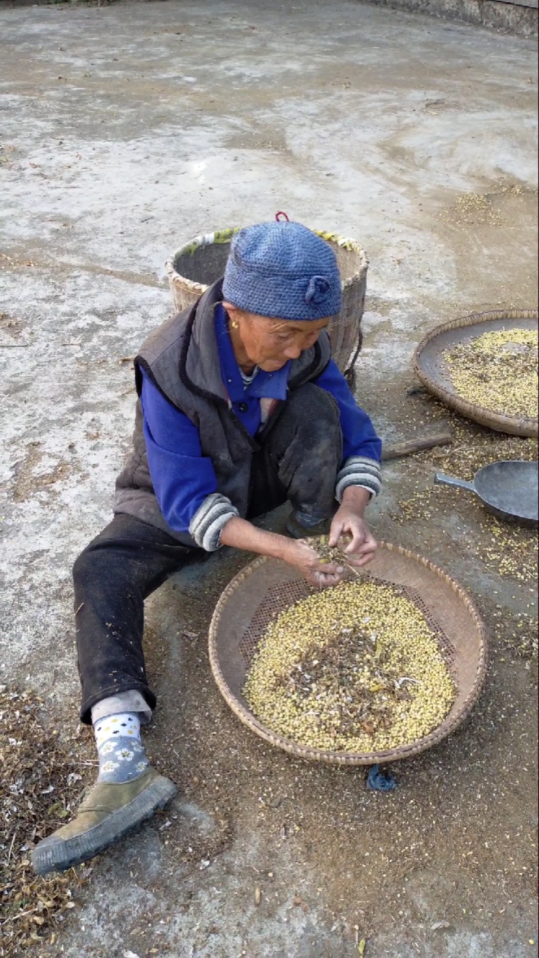 农村打黄豆的全过程,又有多少人向往却回不到的生活!
