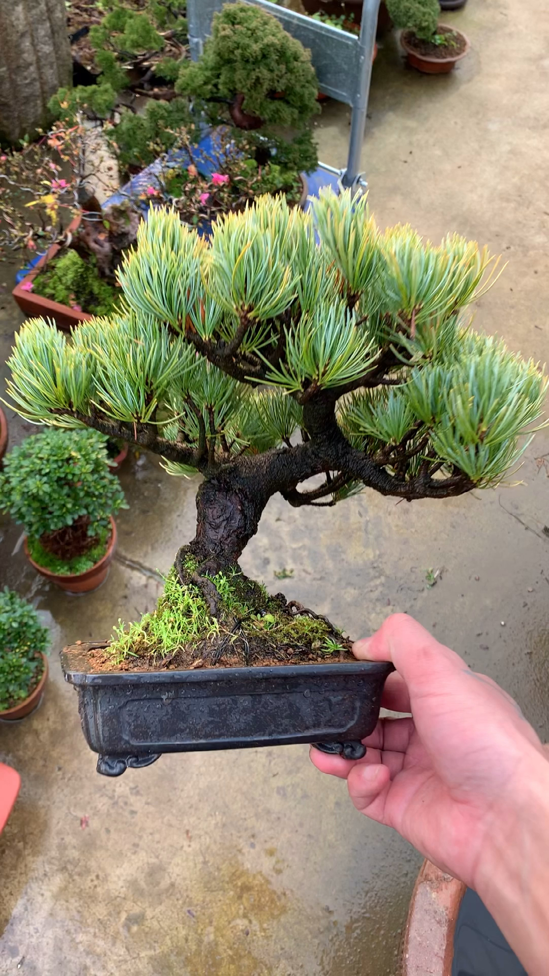 进口宫岛大板松盆景