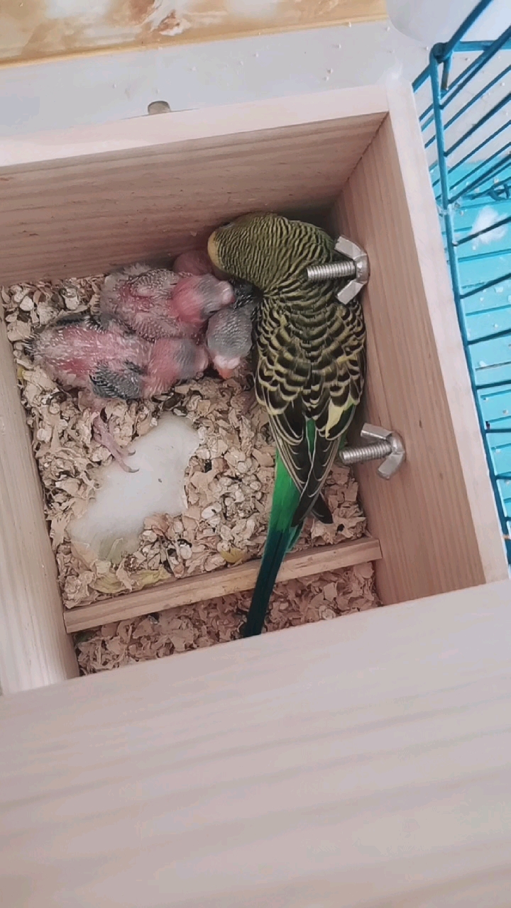 自己养的一对鹦鹉成功繁殖!