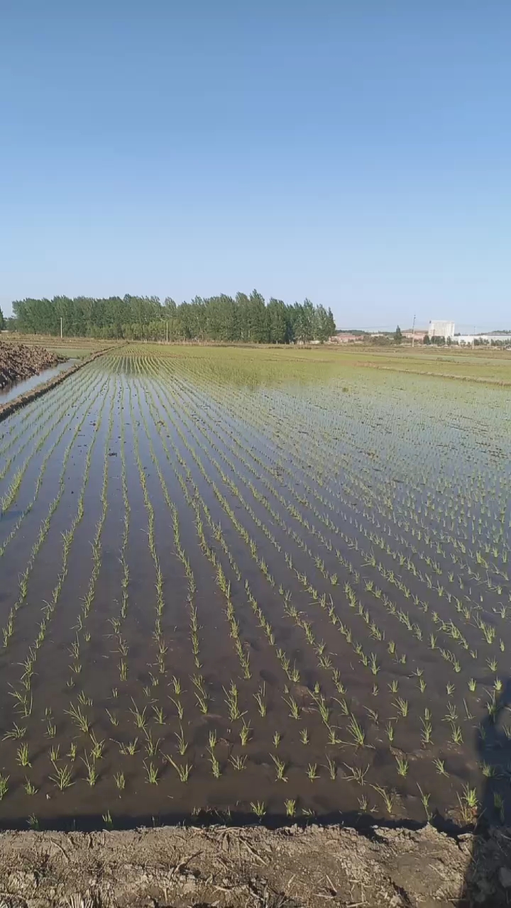 在家云旅游#水稻初期,秧苗