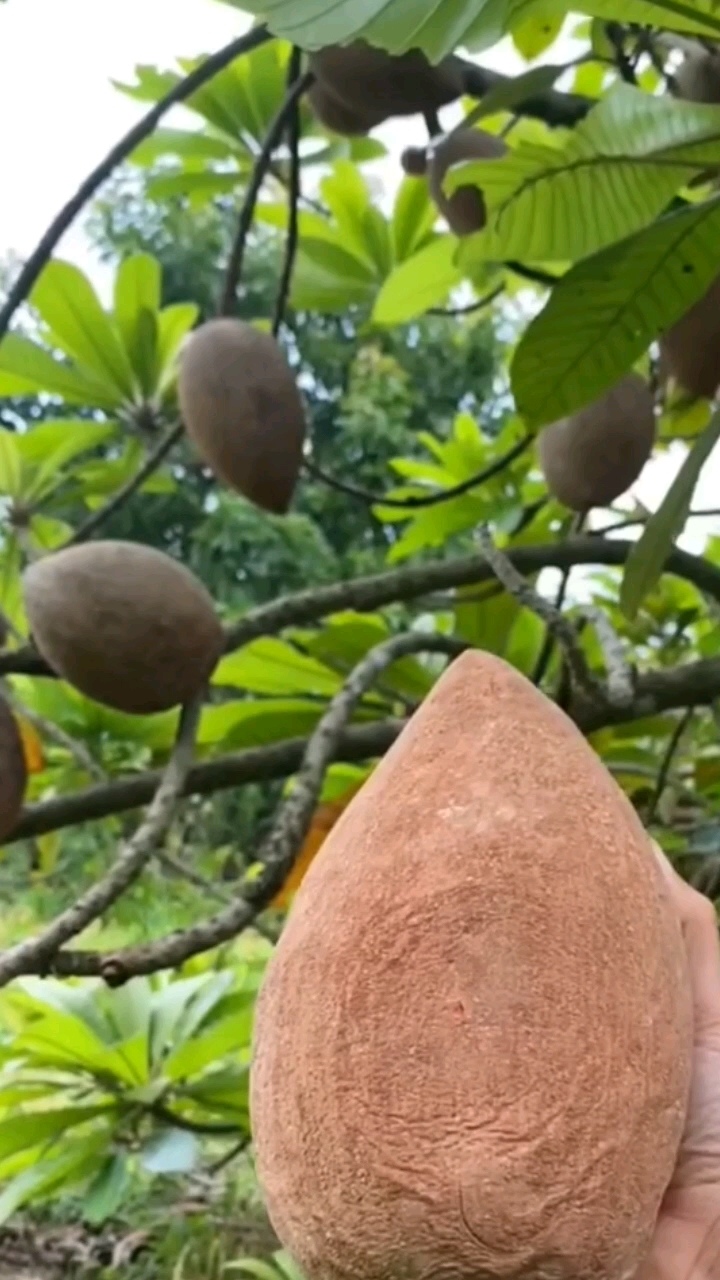 优质农产品#妈咪果马梅果四季常青妈咪果.-度小视