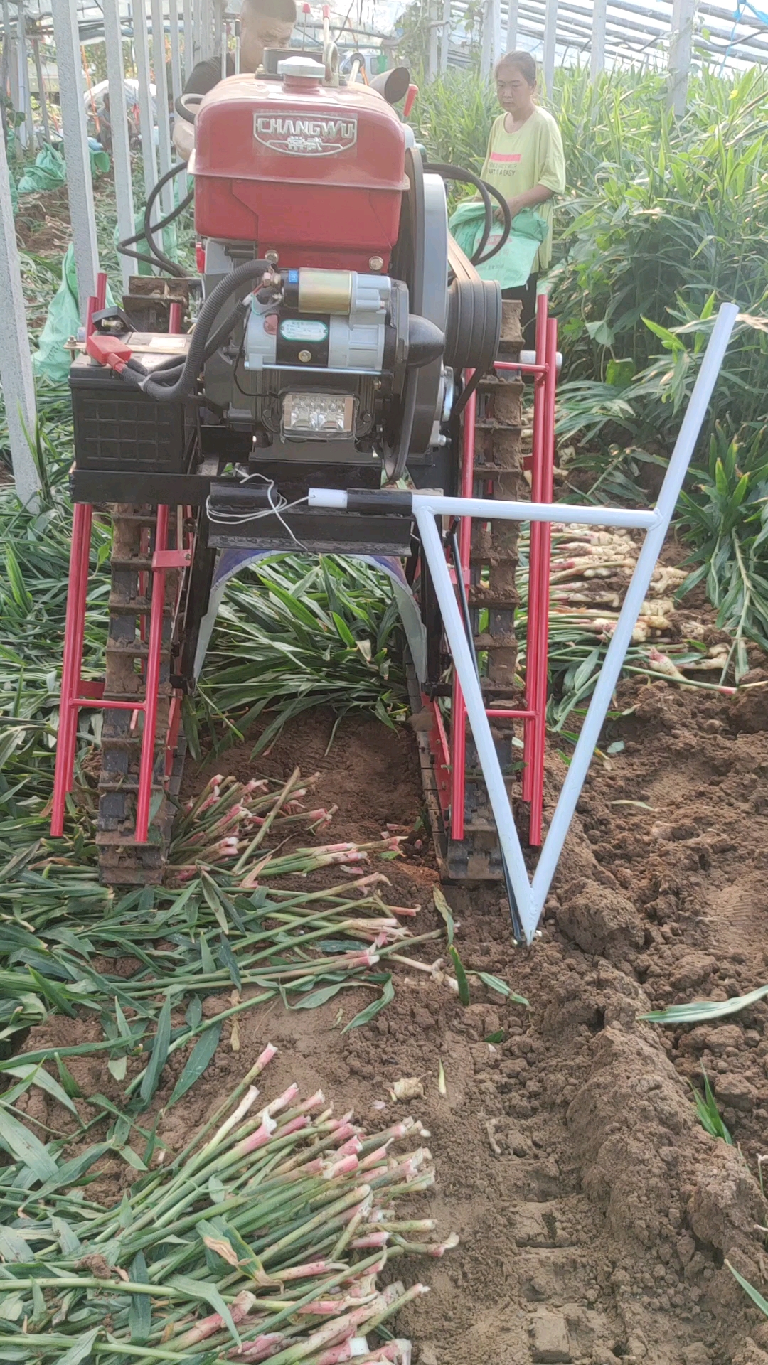 大姜收获进行时,用出姜机一天收获10亩地,一台机器顶10个工人,真好用