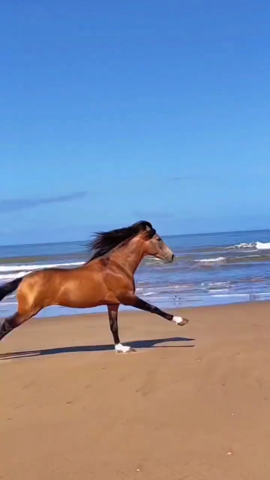 汗血宝马气势雄壮,四蹄生风的骏马#策马奔腾