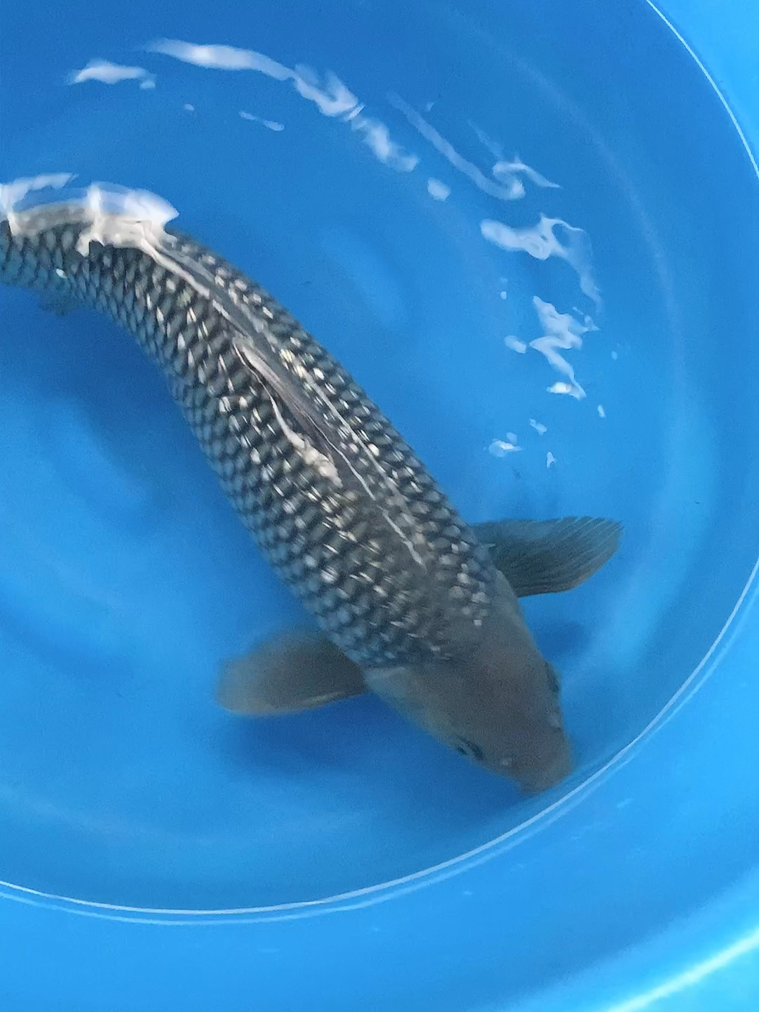 锦鲤#银鳞空鲤锦鲤