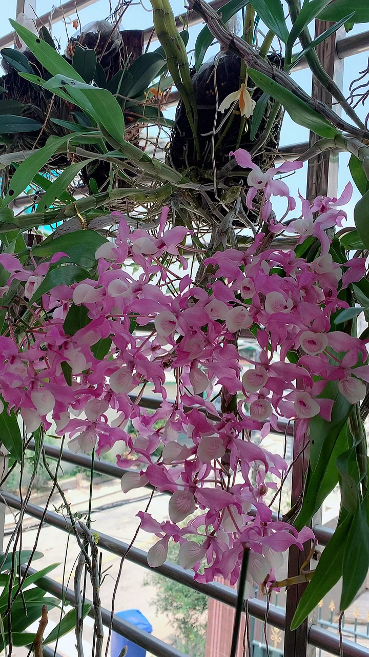 石斛记#泰国红扭瓣石斛