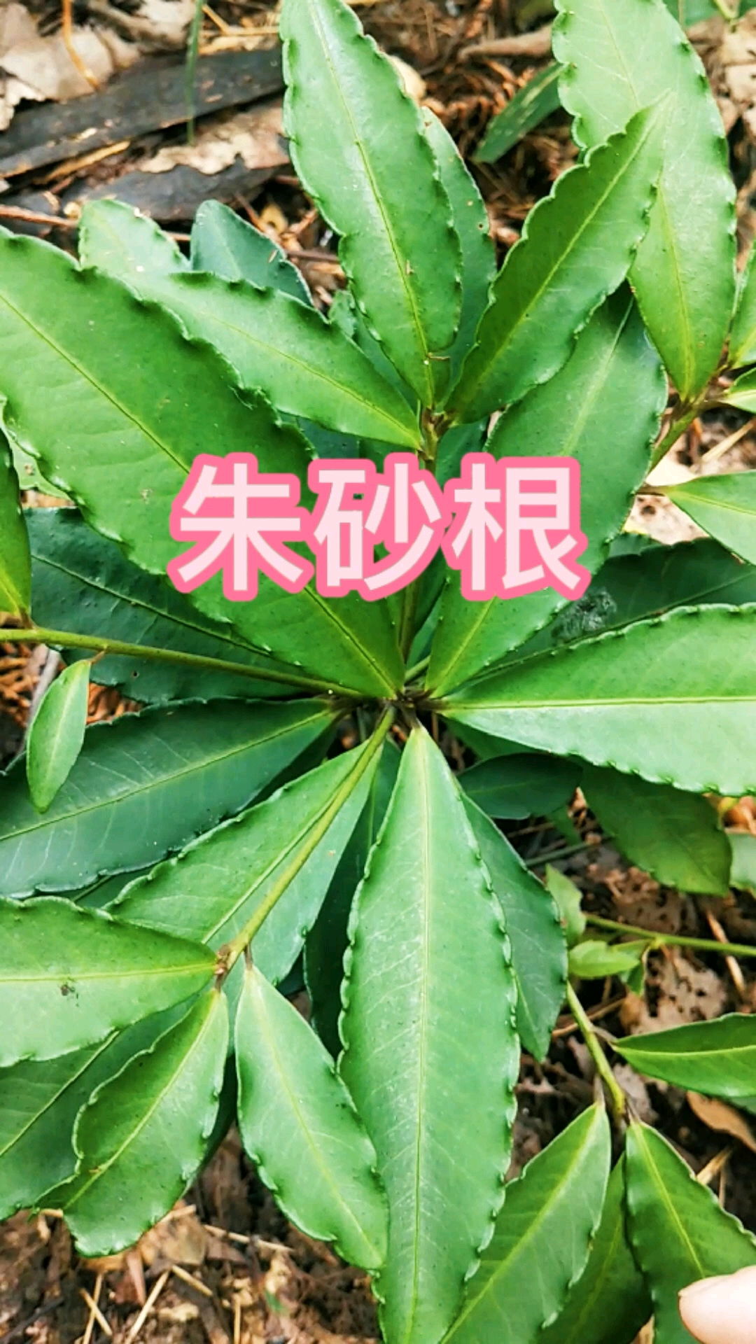 认识中草药植物朱砂根是种常用中药但很多人拿它做盆栽别称大罗伞八角