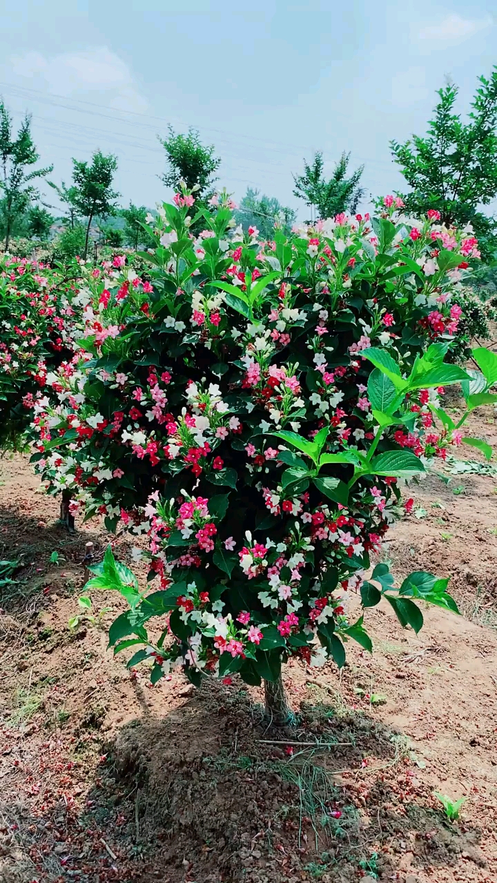 五彩锦带,寓意前程似锦,开花彩色,耐寒耐旱南北方都可以栽植