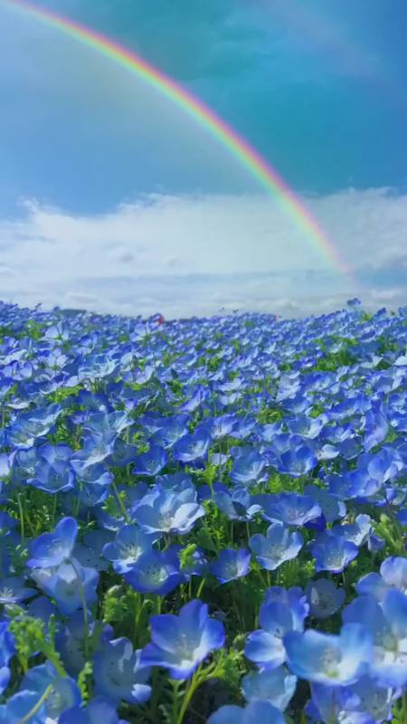 一花一世界#当花海遇上彩虹,我才知道原来童话里的场景真的存在,崭鲻