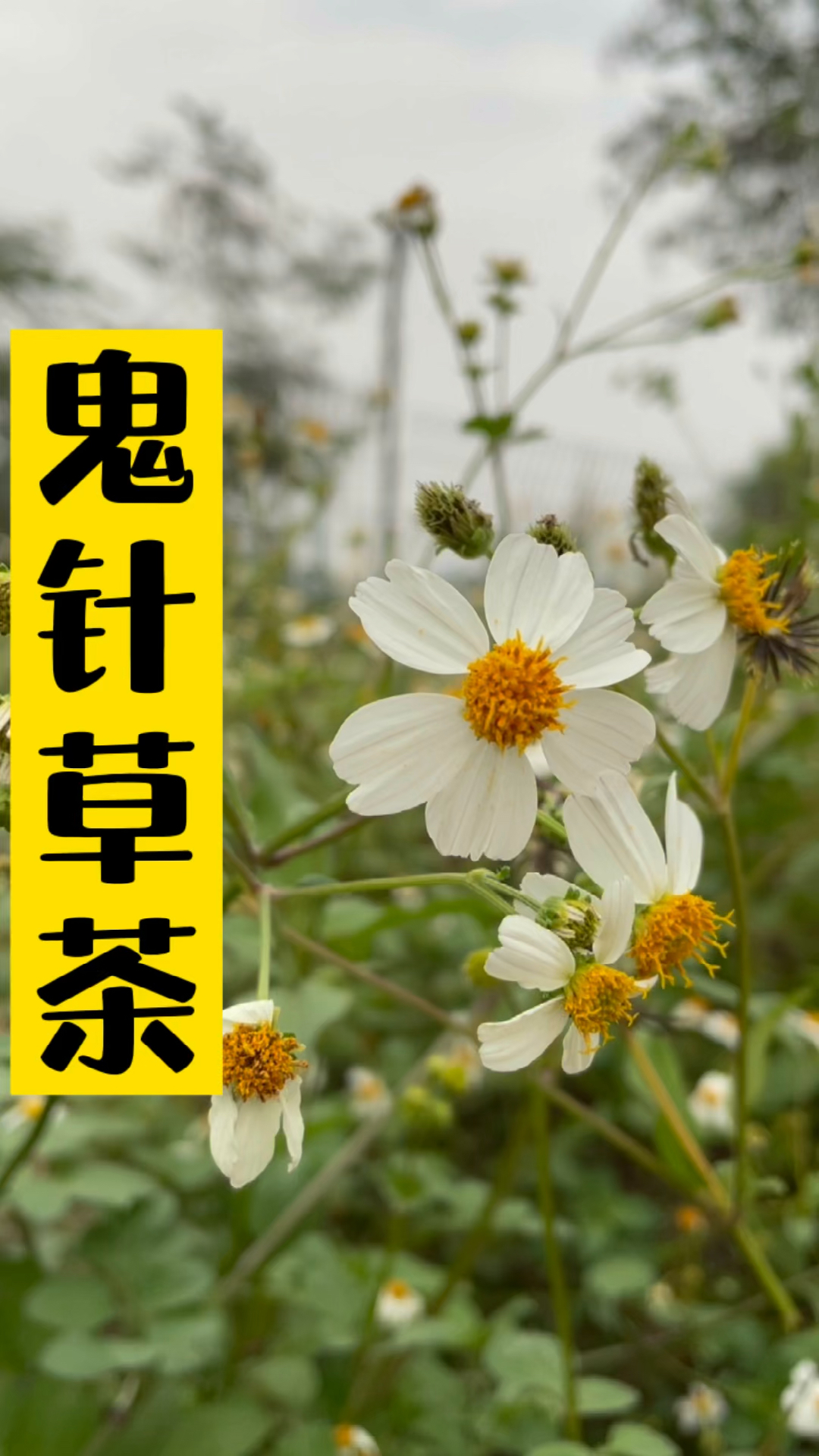 农村里常见的鬼针草你们知道吗我要拔根回去煮茶喝了