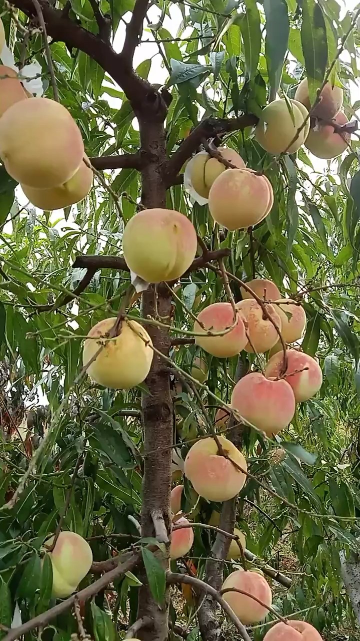 修剪的桃树挂果率不错