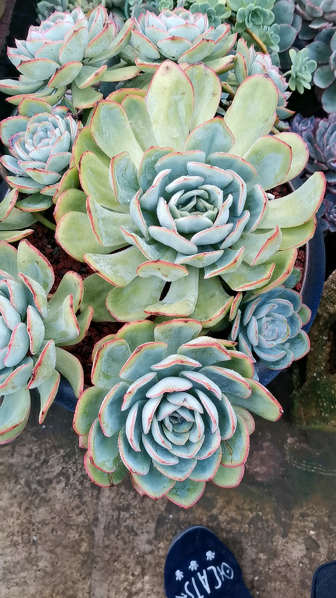 多肉晨露#本来是个手捧的超大晨露,结果断了两个头就不那么完美.