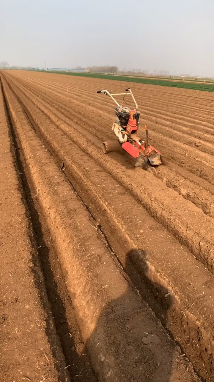 开沟机#大姜生姜种植开沟作业,轻松搞定,生姜开沟培土机-度小视