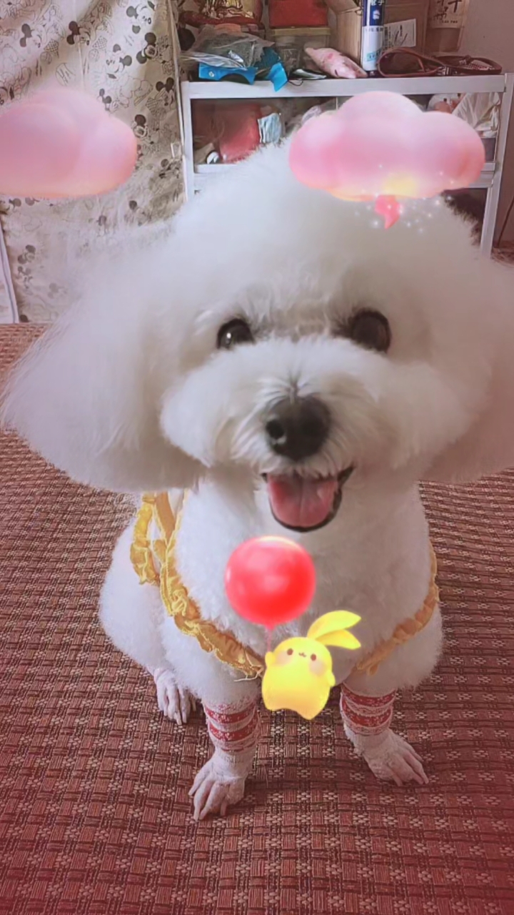 家有萌宠#祝大家七夕快乐!看样子丝丝又是单身狗了