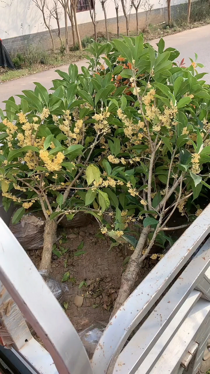 老金桂,花苞爆满,喜欢的双击加关注