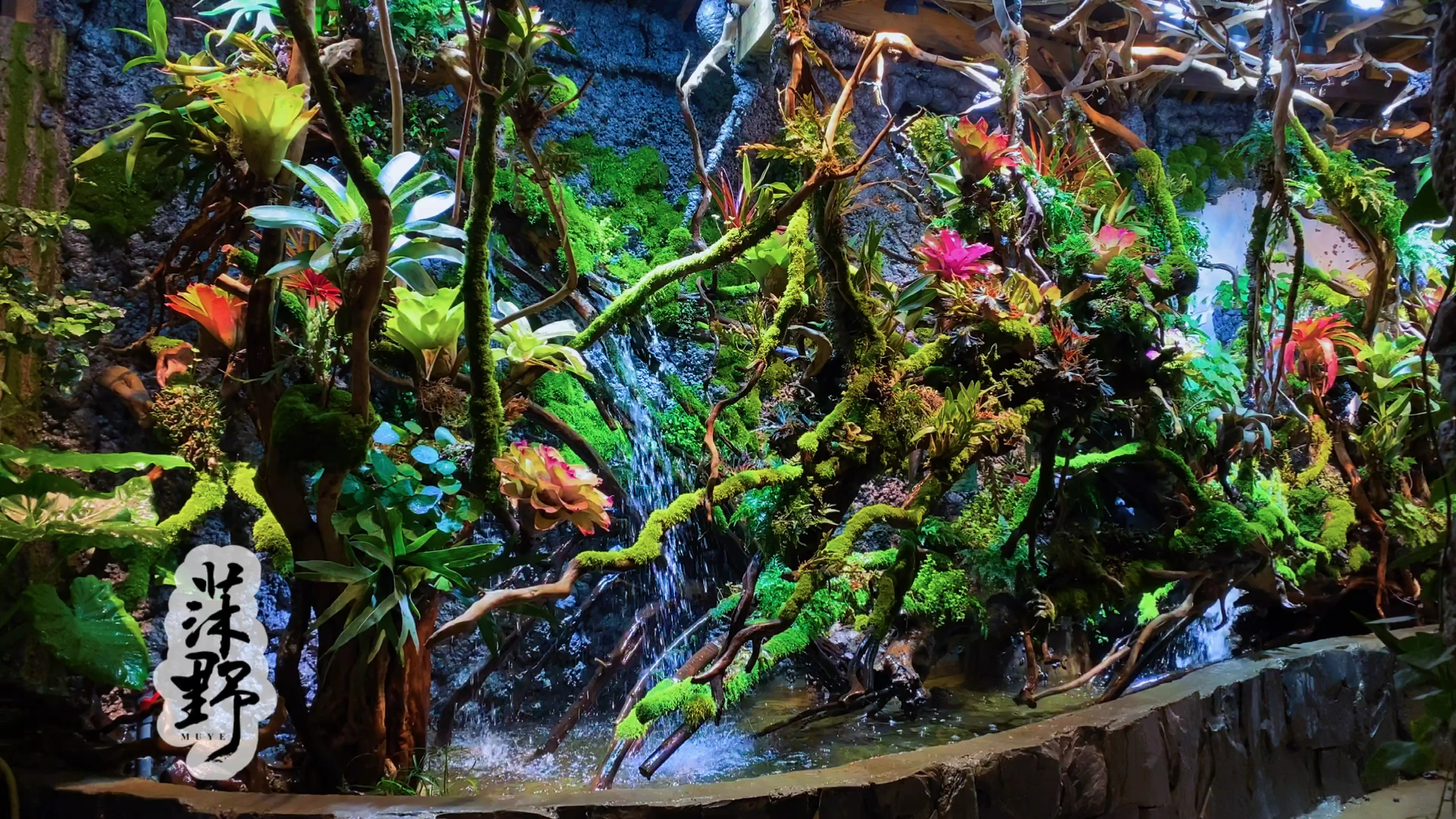 雨林景观#生态雨林景观,原创作品!谢谢您的支持!