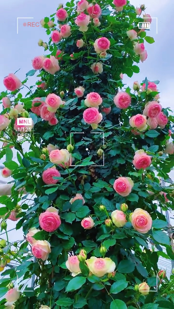 爬藤月季系列,欧月,粉龙