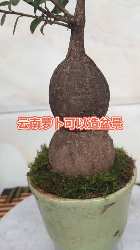 养树萝卜盆景五年谢谢一路有您们陪伴!