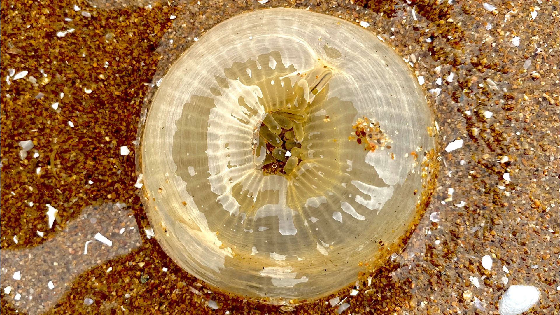 二强赶海,退潮后沙滩上发现海葵