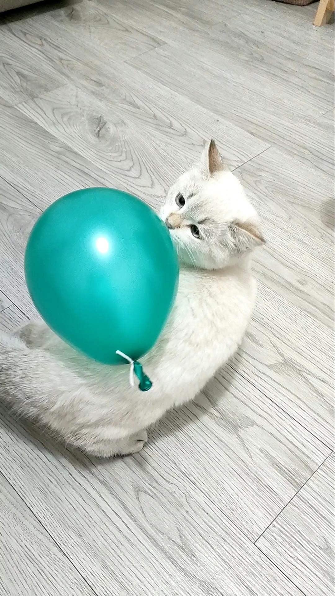 当小猫咪遇到气球