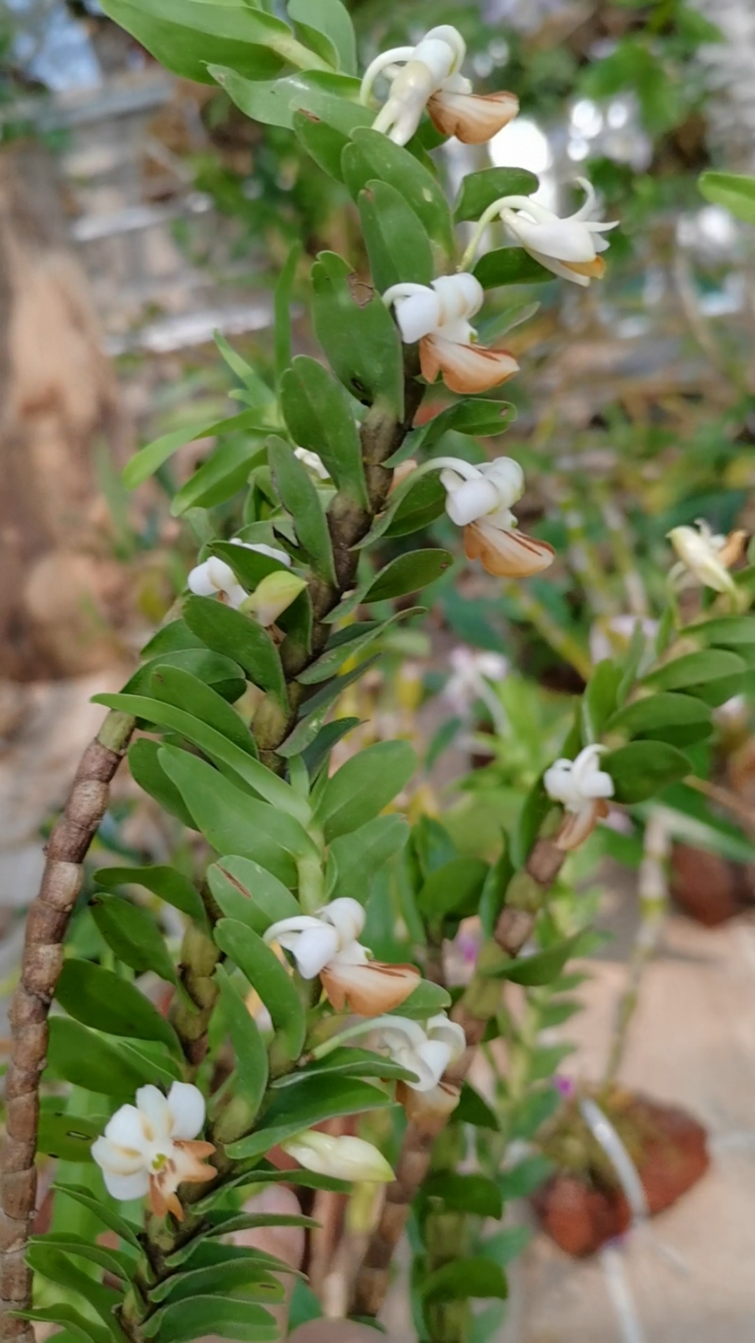 石斛记#又到石斛花开的季节,反瓣,蜂腰,金钗全都开花了,太多看得眼花