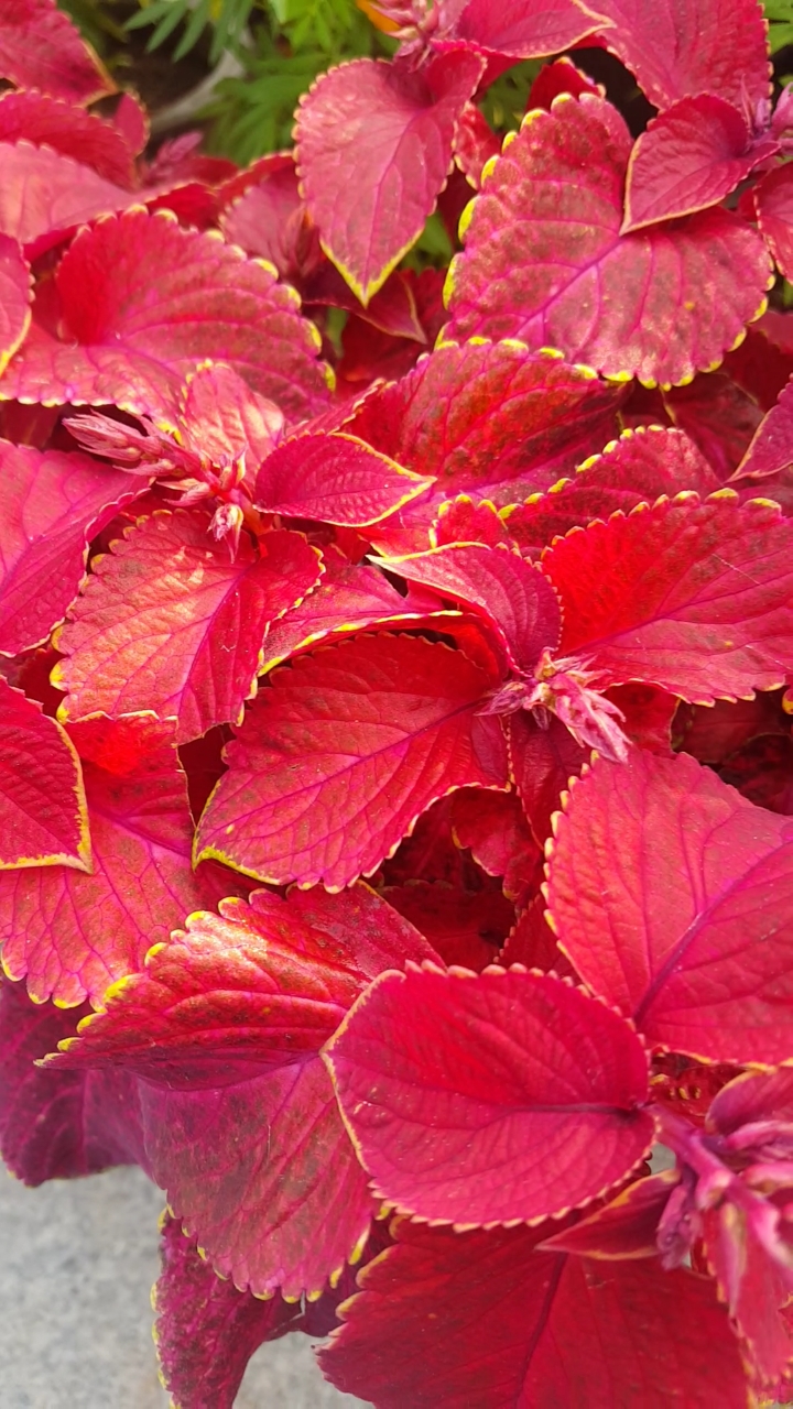 红叶子花真漂亮