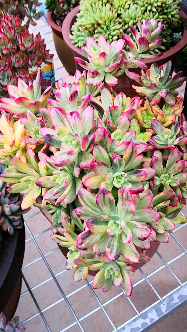 红稚莲锦的颜色一直都很美,这才是我想要的小叮当!-度小视