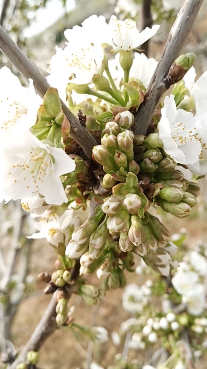 樱桃花苞朵朵盛开