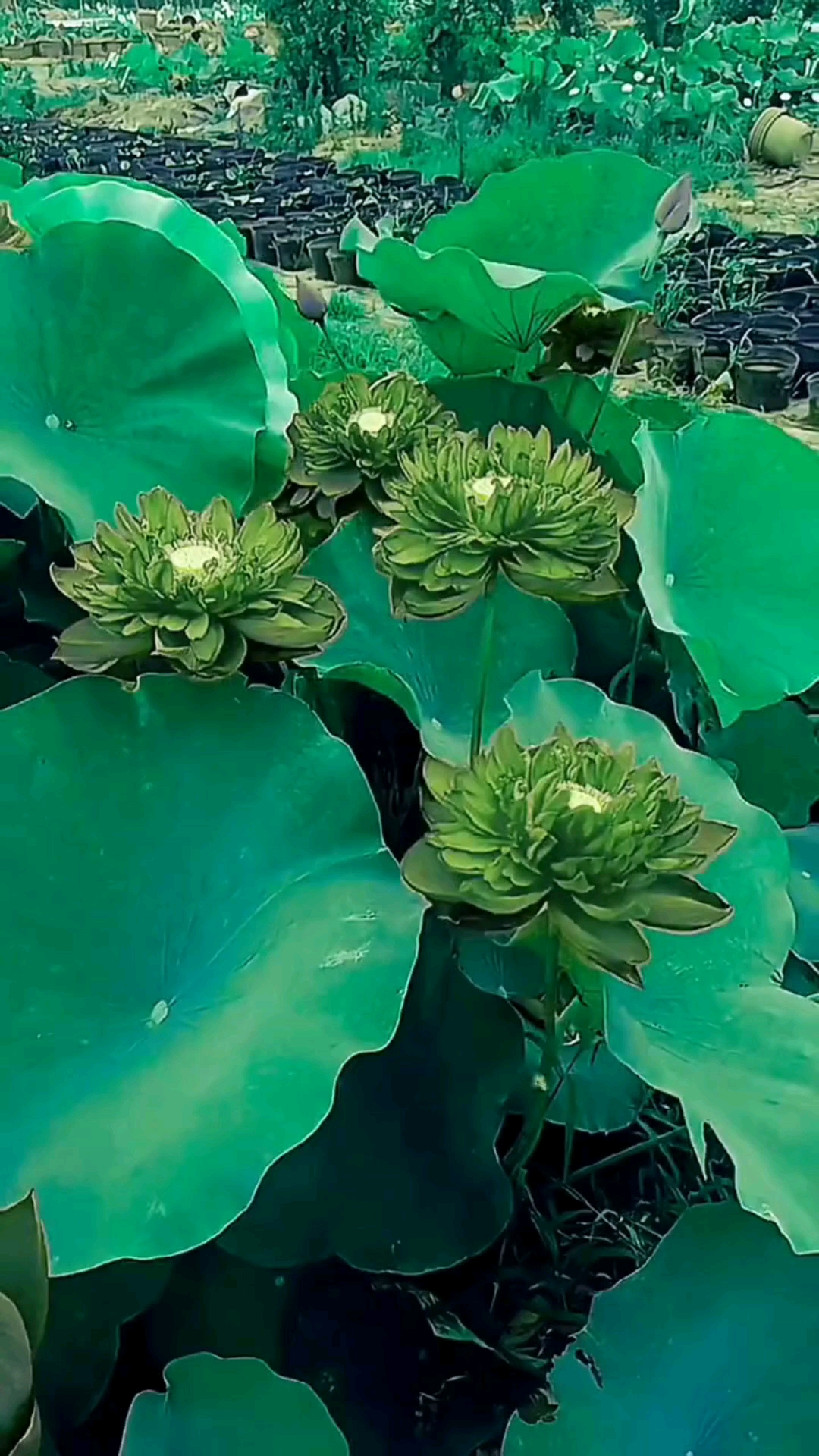 绿荷清新淡雅绿意盎然亭亭玉立吐芬芳让人陶醉之中流连忘返