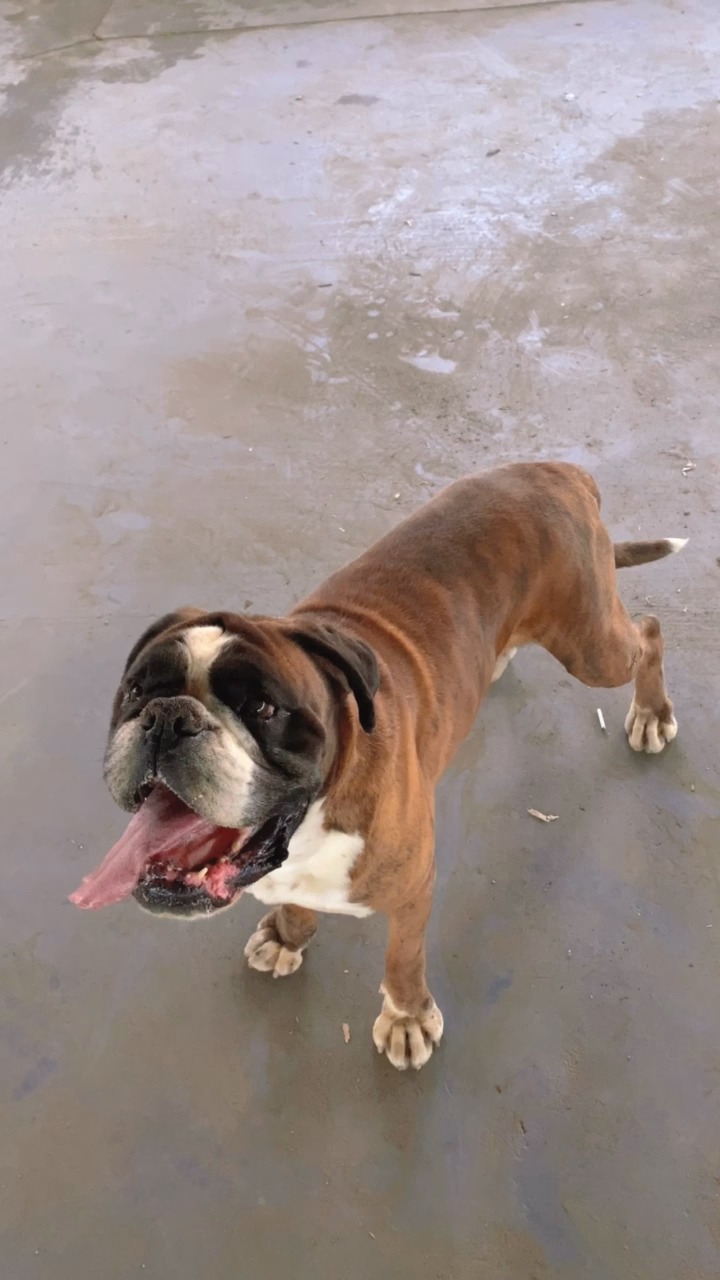 神宠来袭#德系拳师犬,有喜欢的嘛